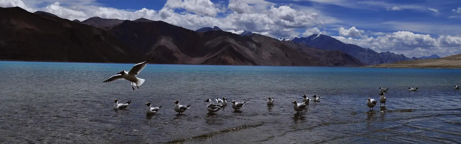 ladakh-birding-tour