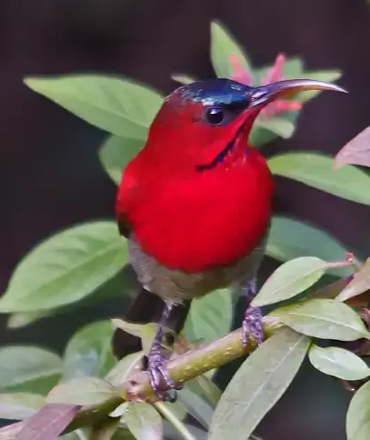 North India Birding Tour