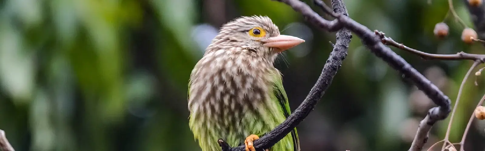 north-india-birding-tour
