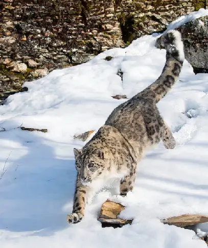 Snow Leopard Trek  2024 