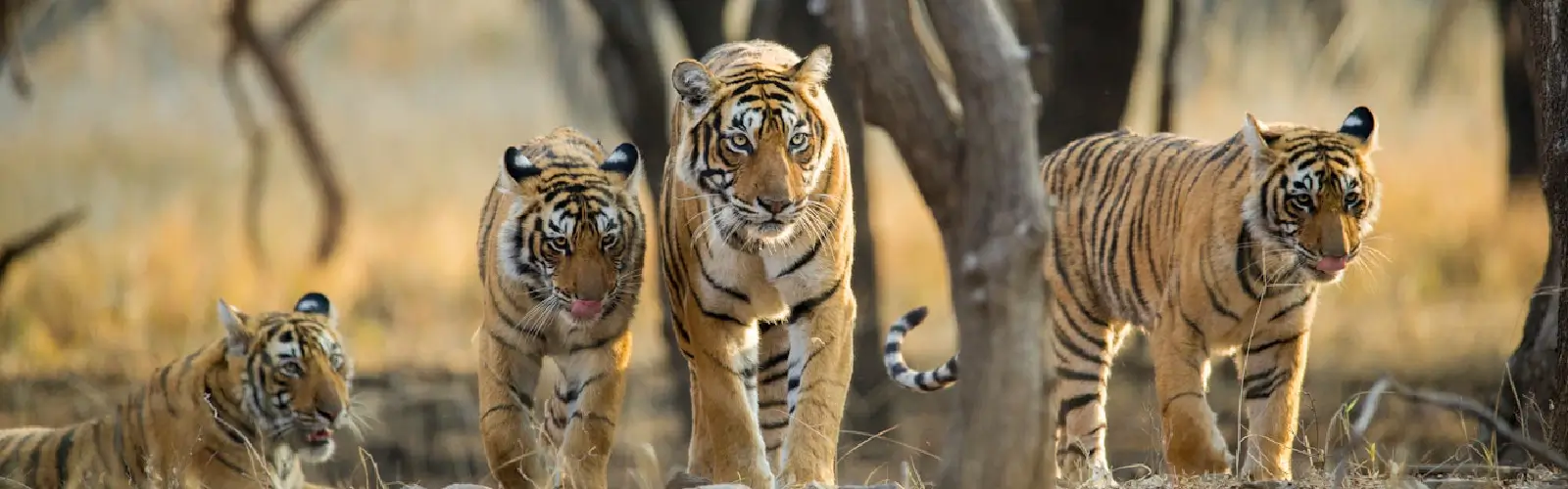 taj-with-ranthambhore-national-park