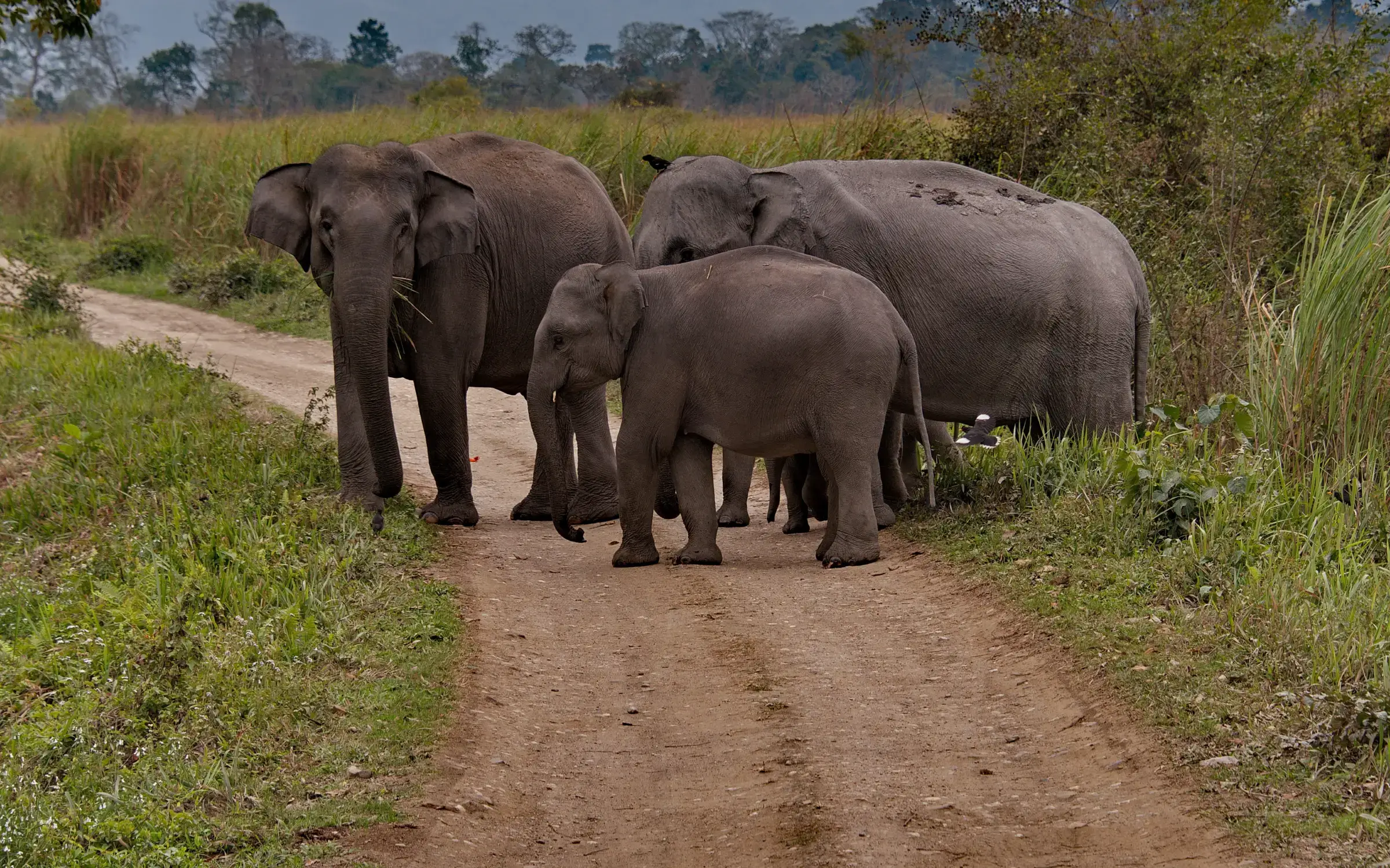 Wildlife Tourism in Assam