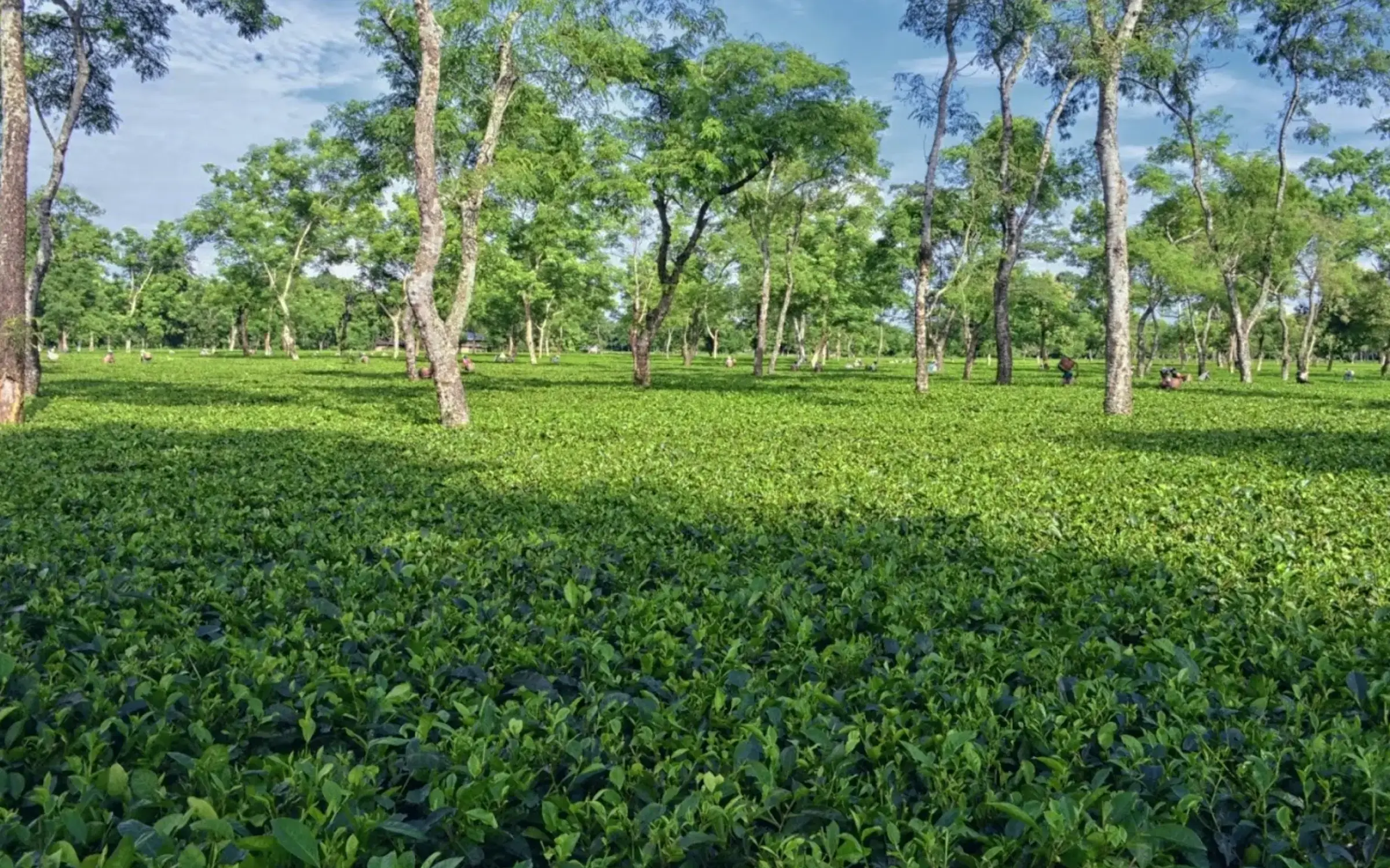 Tea & Golf Tourism in Assam 