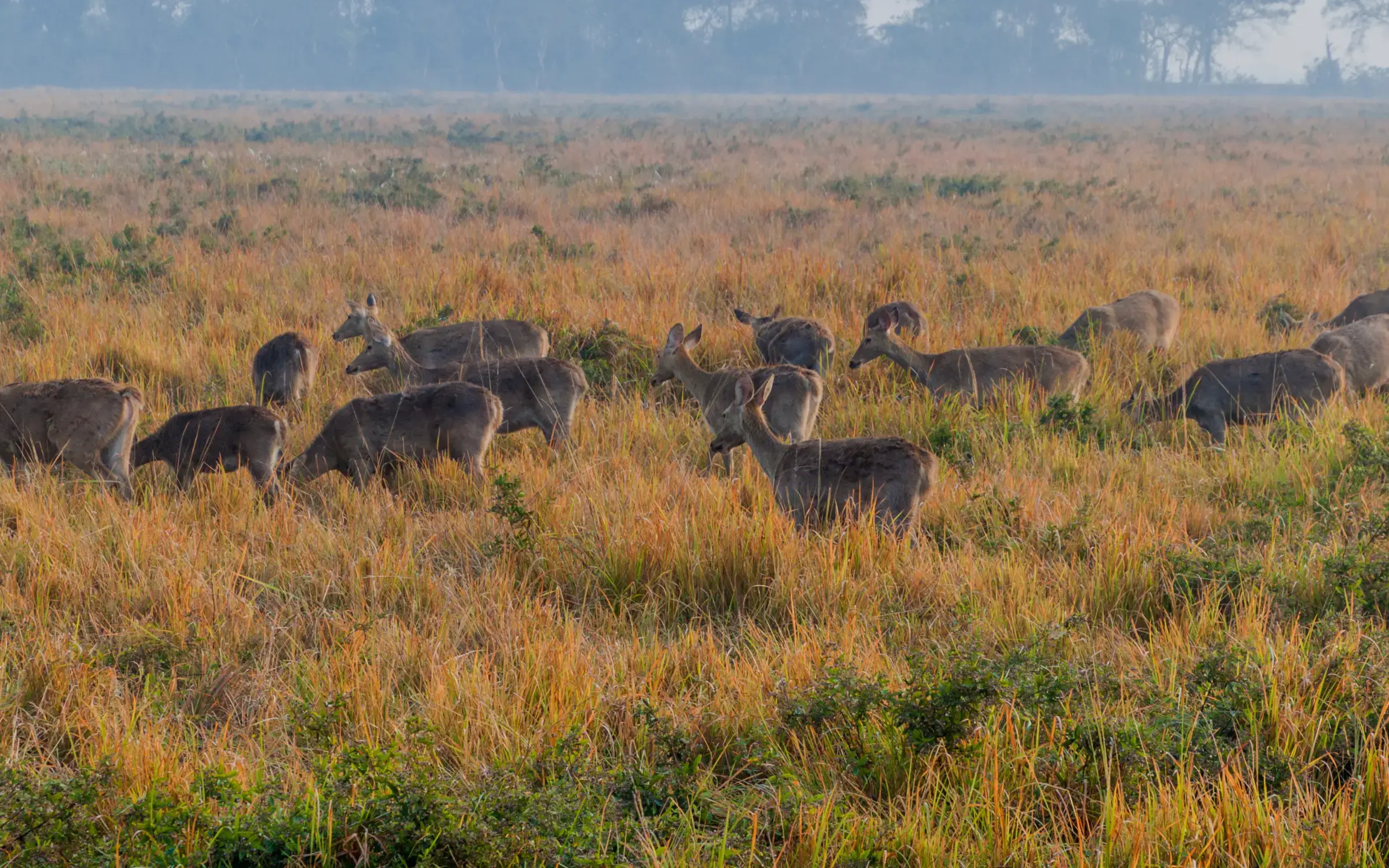 How to Reach Assam