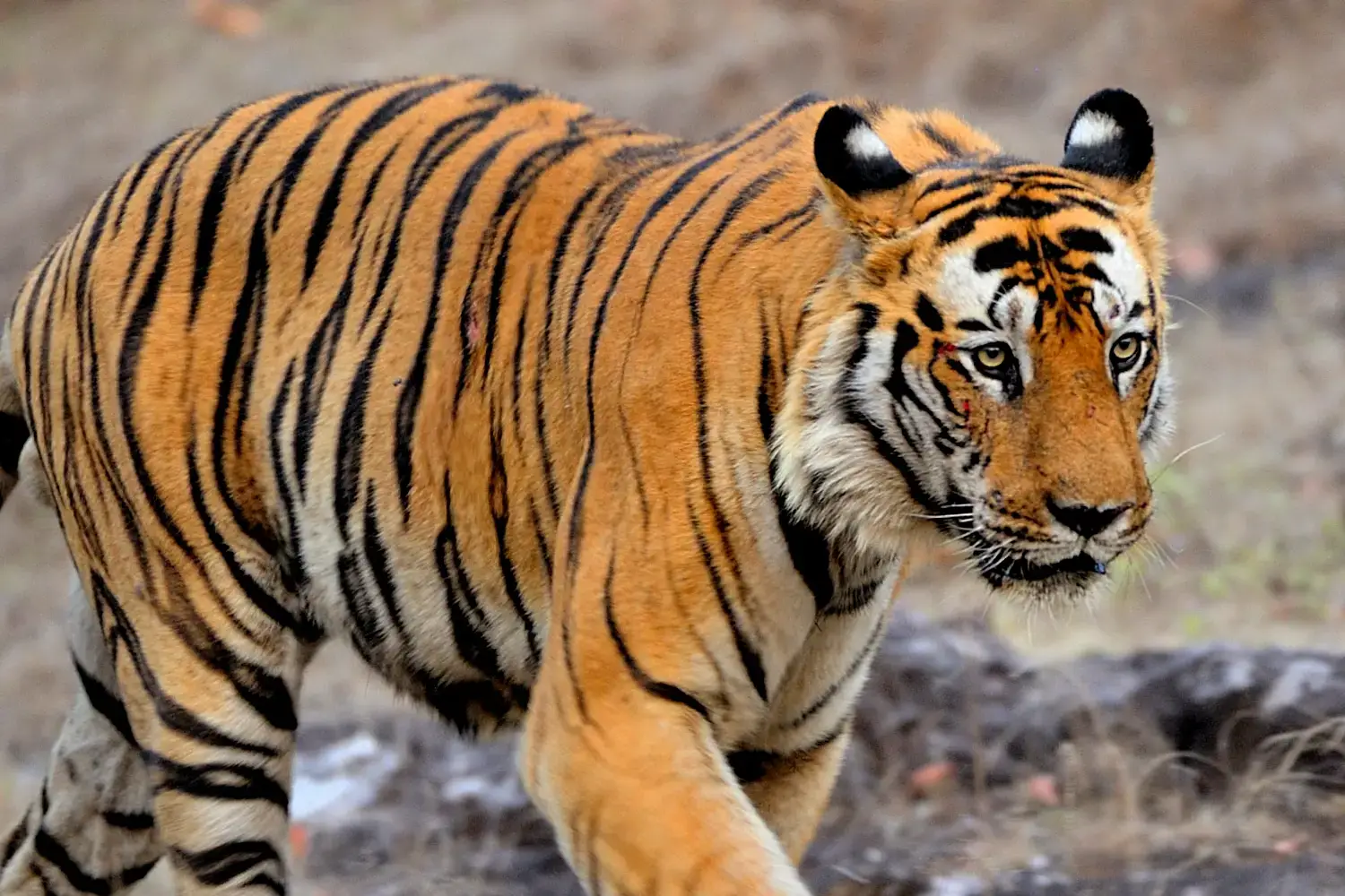 Popular National Park- Bandhavgarh National Park