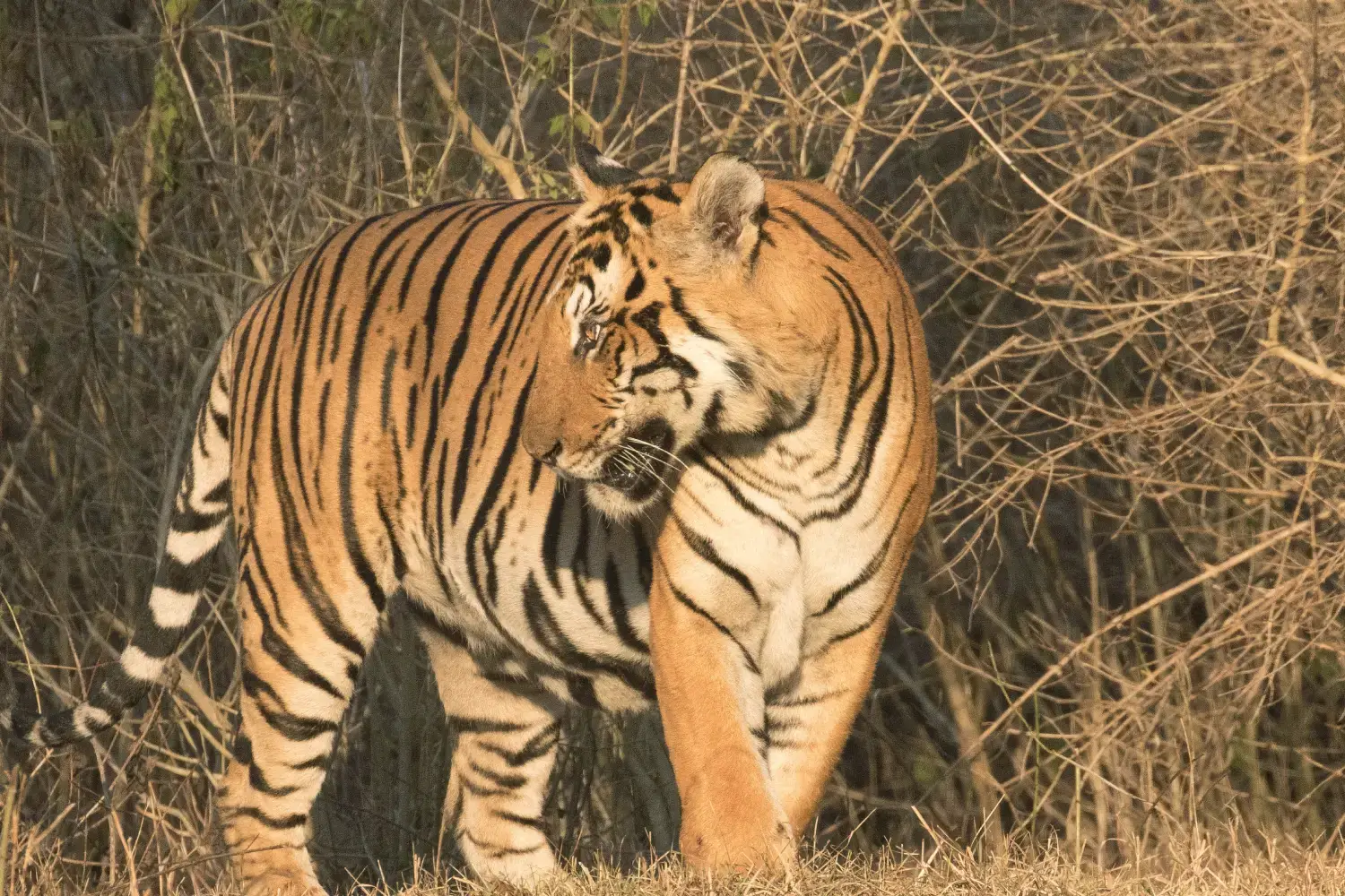 Popular National Park- Bandipur National Park