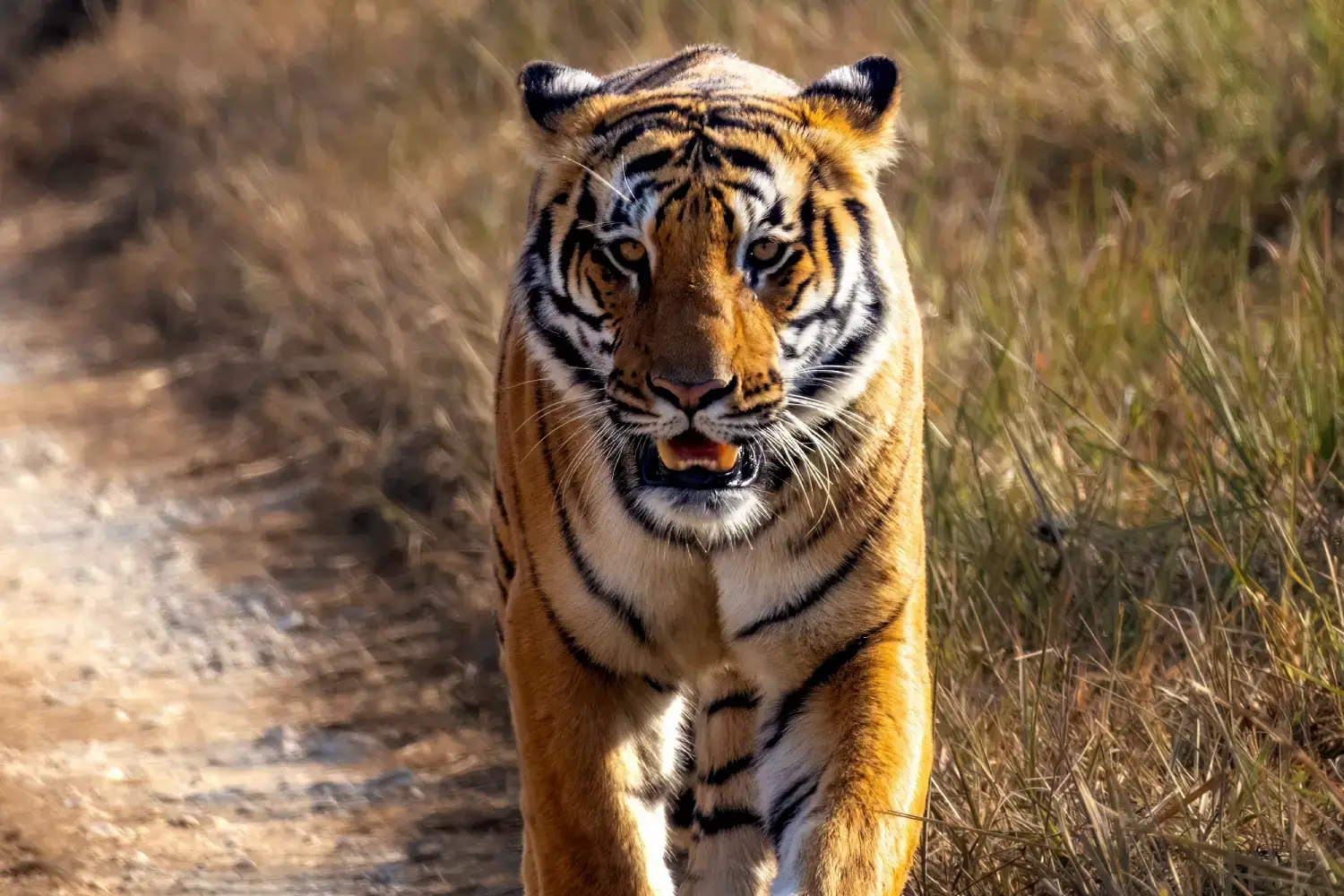 Popular National Park -Jim Corbett National Park 