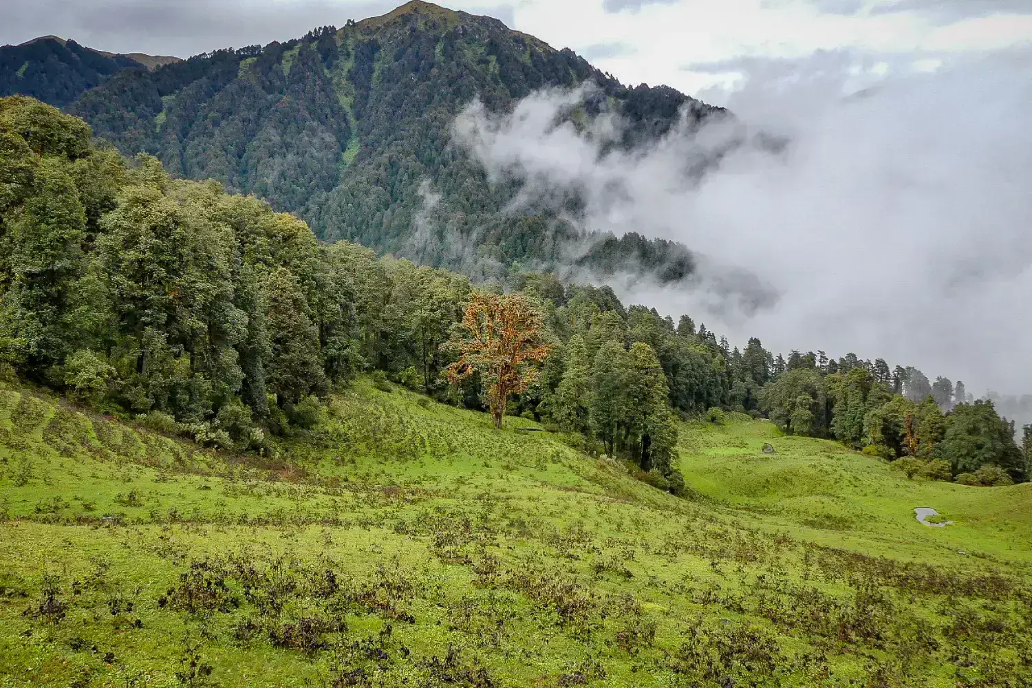 Dayara Bugyal Trek - Top Summer Trek in India