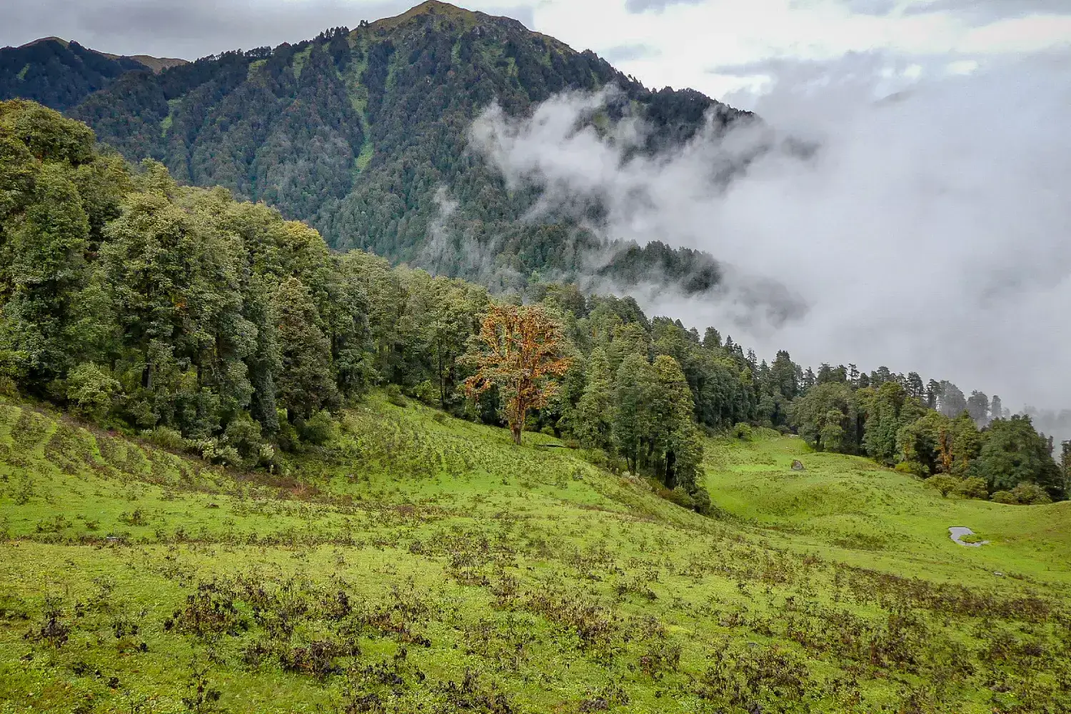 Dayara Bugyal Trek-Best Trek for June in Uttarakhand