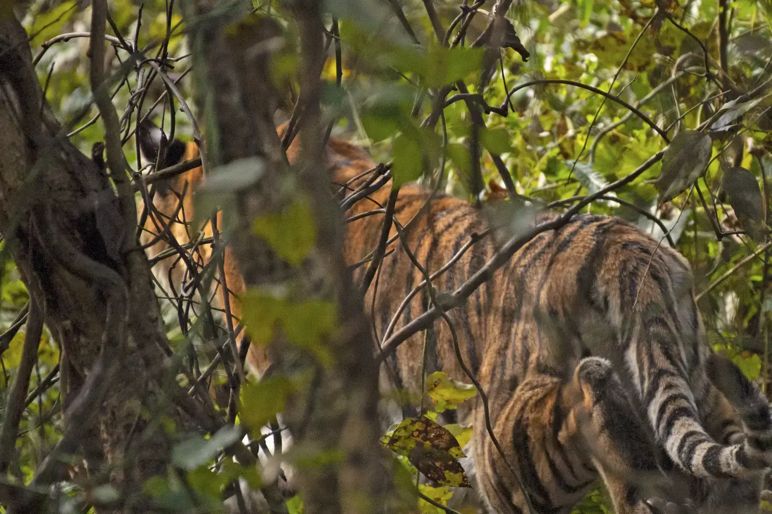 Dudhwa National Park