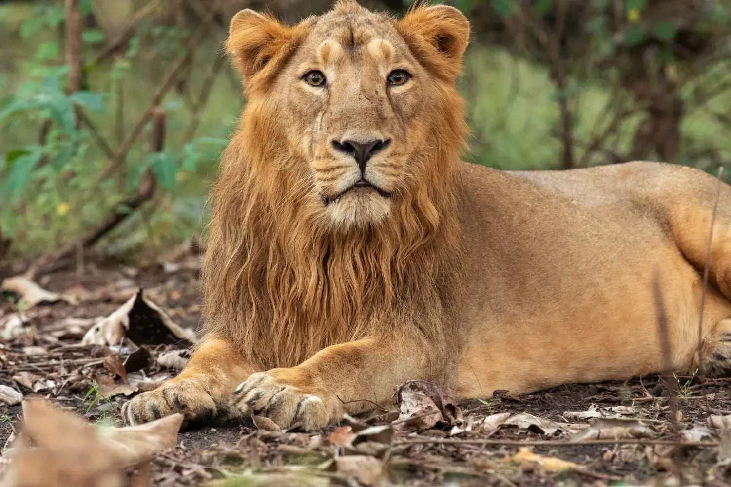 Popular National Park- Gir National Park