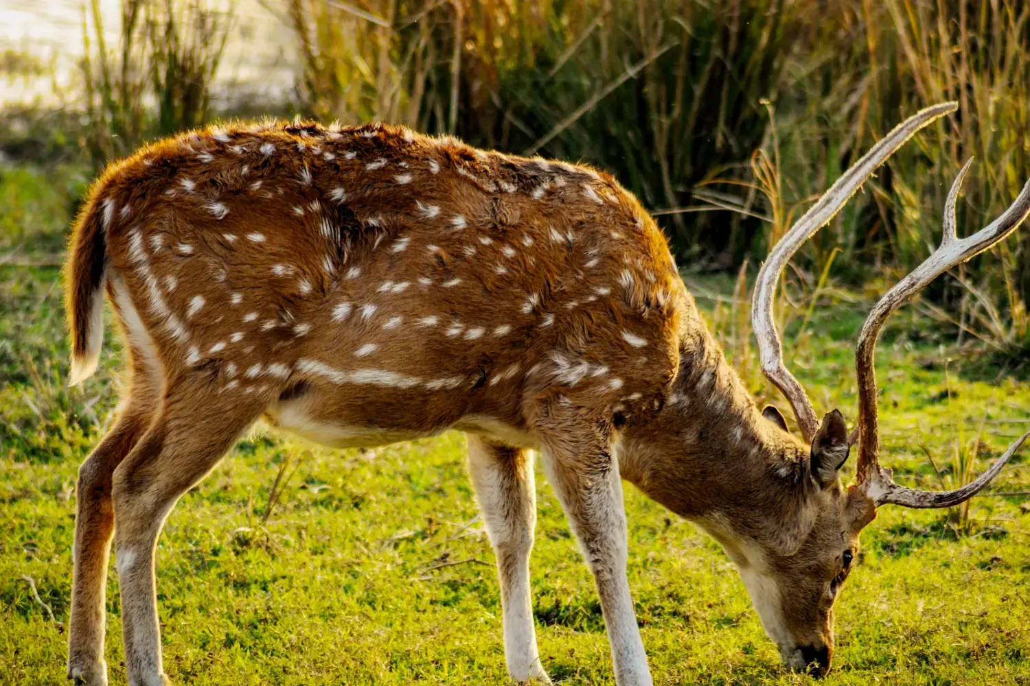 Importance of National Parks in wildlife Conservation in India