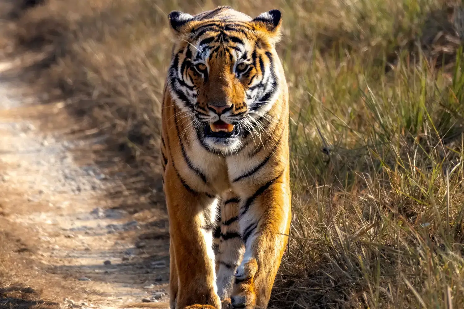 Jim Corbett National Park - Best Places to Visit in Uttarakhand