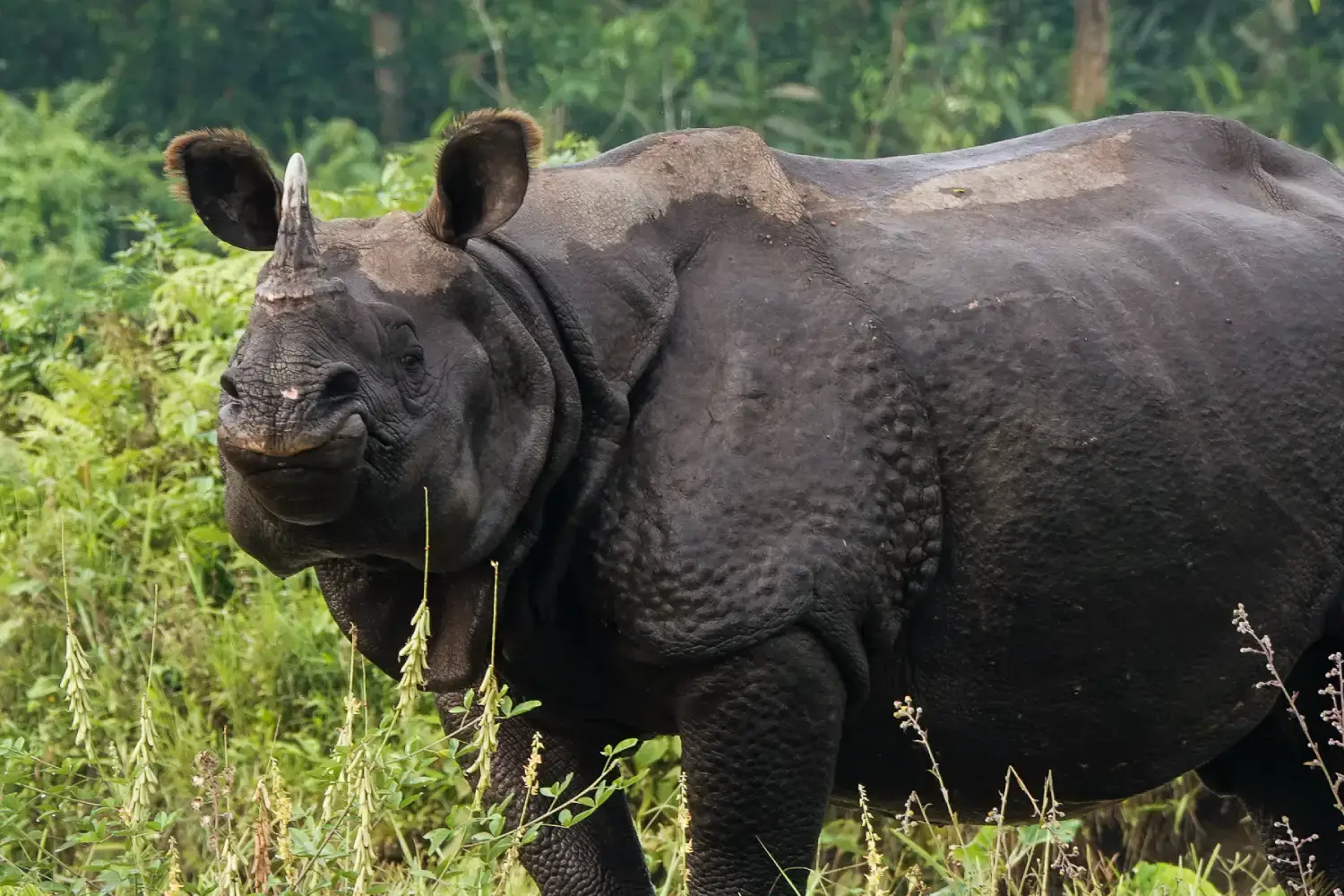 Manas National Park