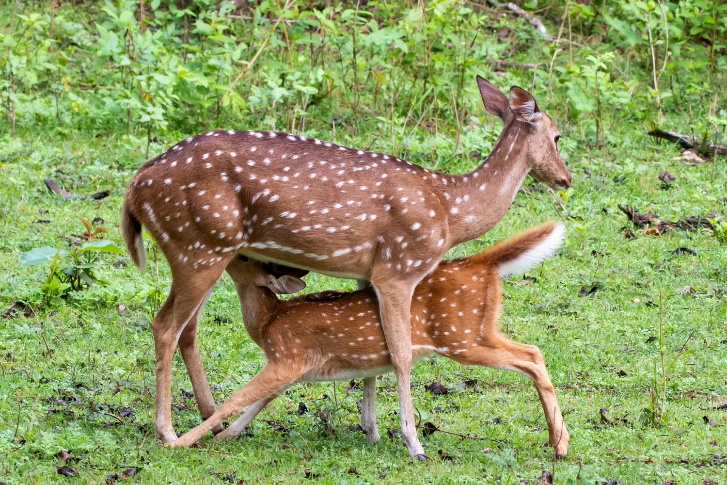 Nagarhole National Park