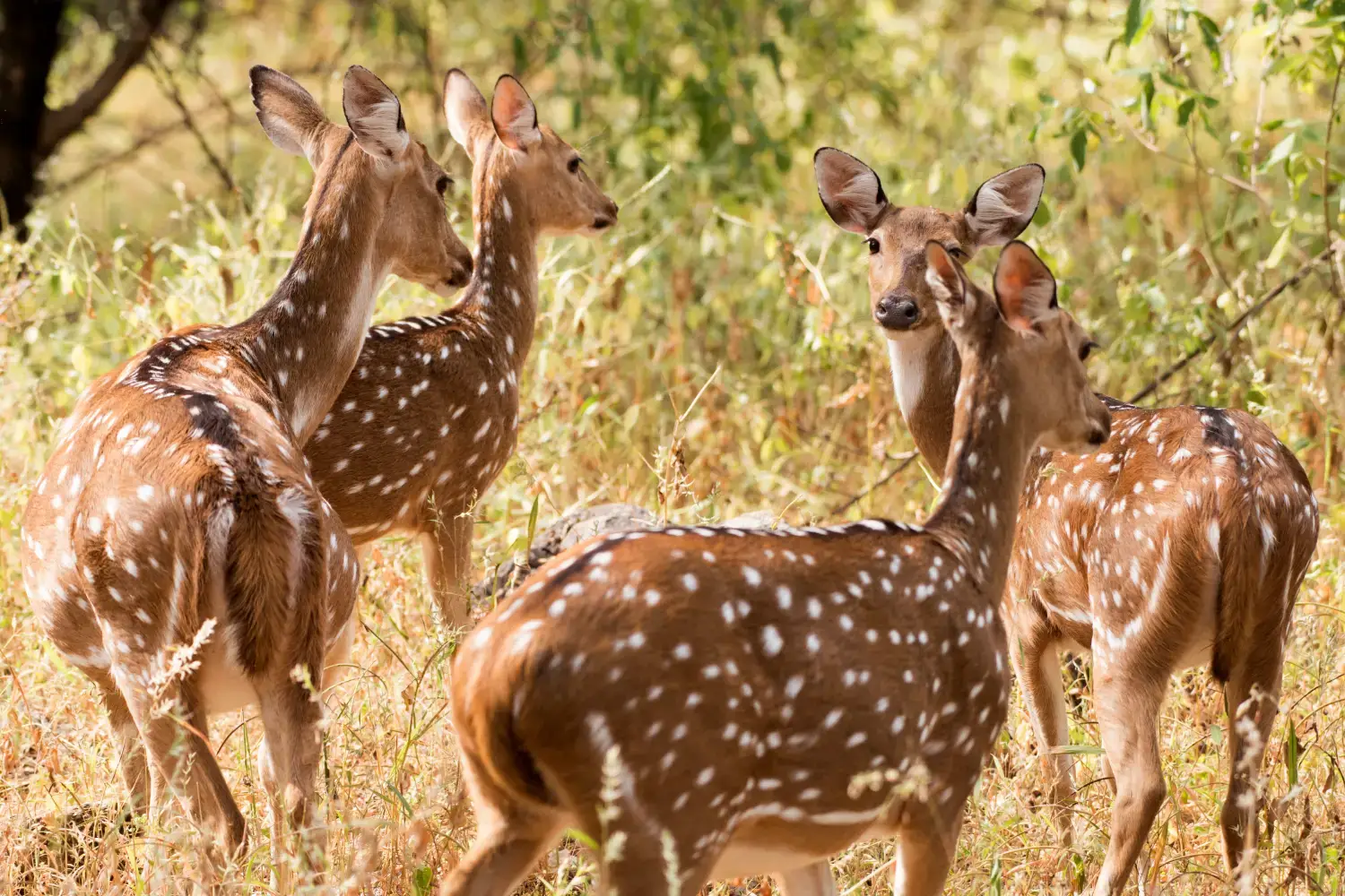 Popular National Park- Panna National Park