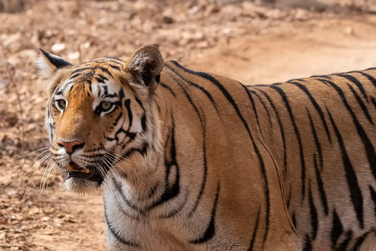 Popular National Park- Pench National Park