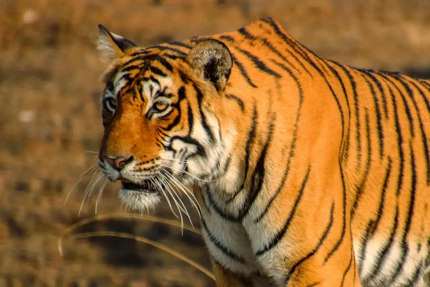 Popular National Park- Ranthambore National Park 