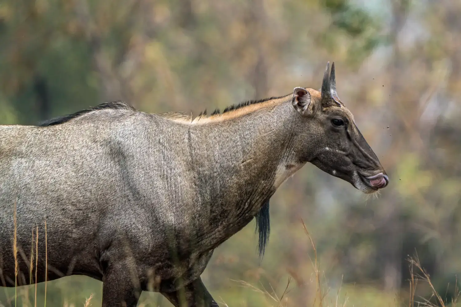 Satpura National Park