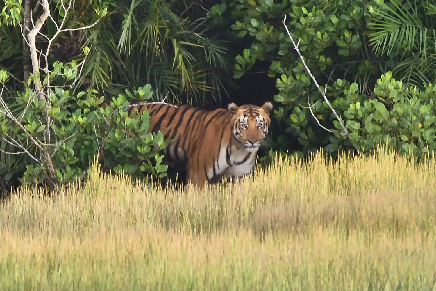 Popular National Park- Sunderban National Park