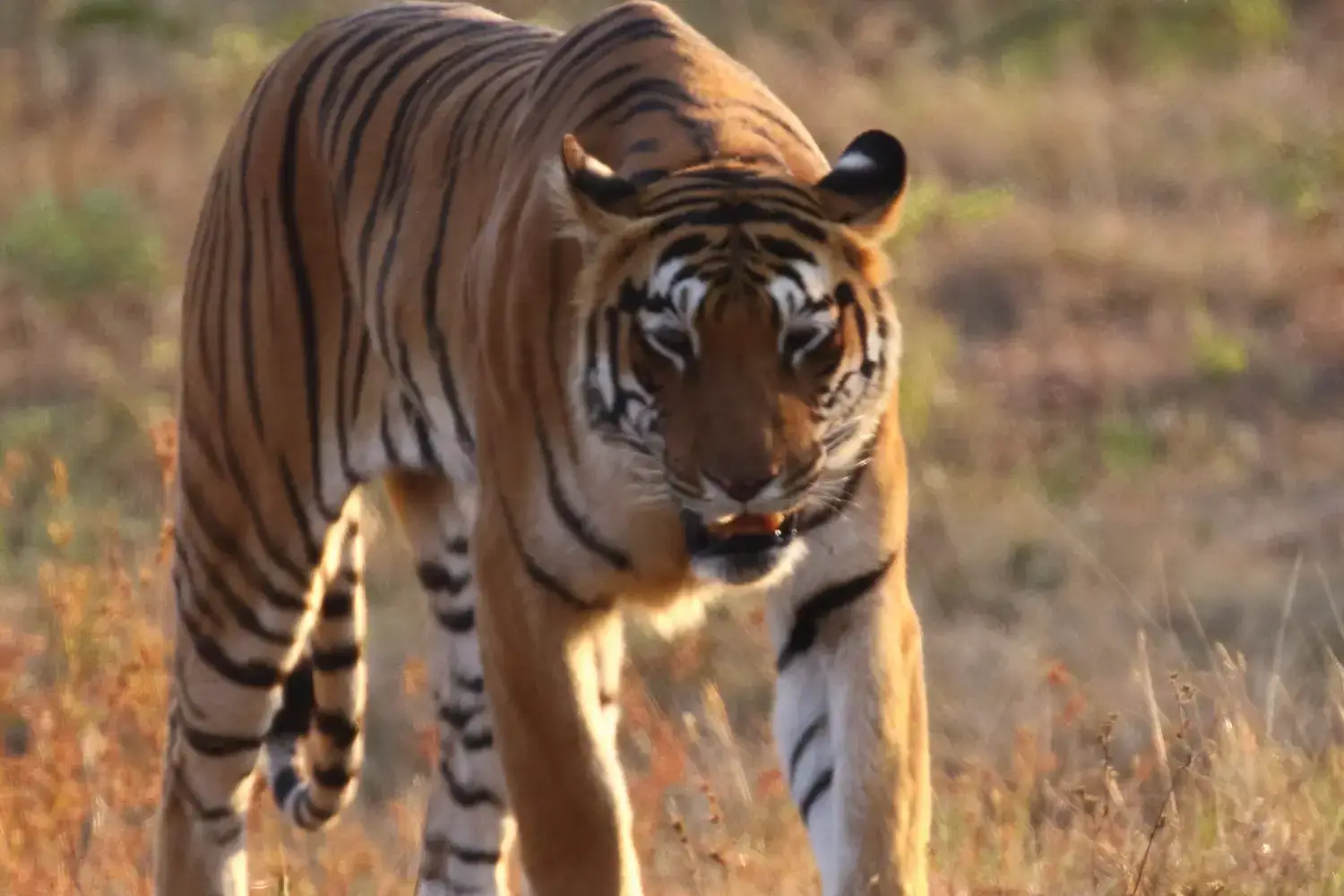 Popular National Park- Tadoba National Park