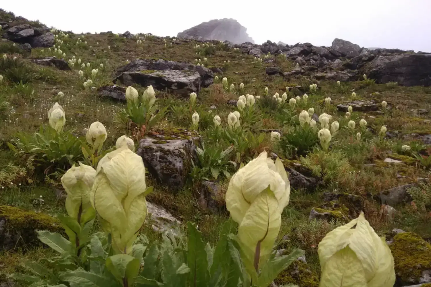 Valley of Flowers Trek