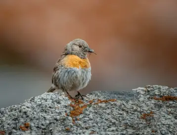Birding Tour of Ladakh