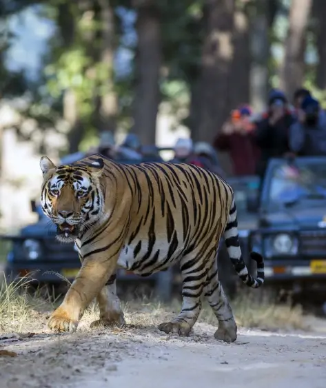 Jeep Safari Tours