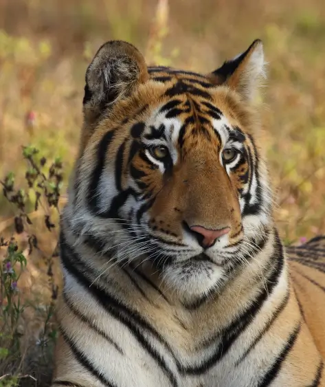 India Wildlife Tours