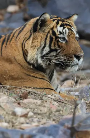 Ranthambore Tiger Safari with Taj Mahal