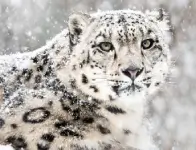 Snow Leopard Tour