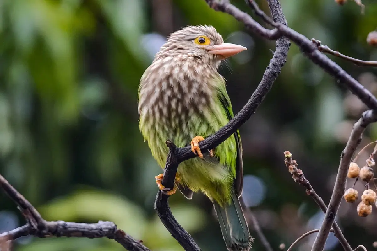 North India Birding Tour