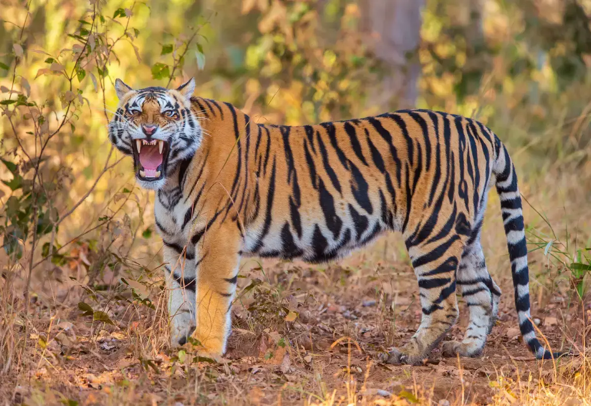 India Wildlife Trips