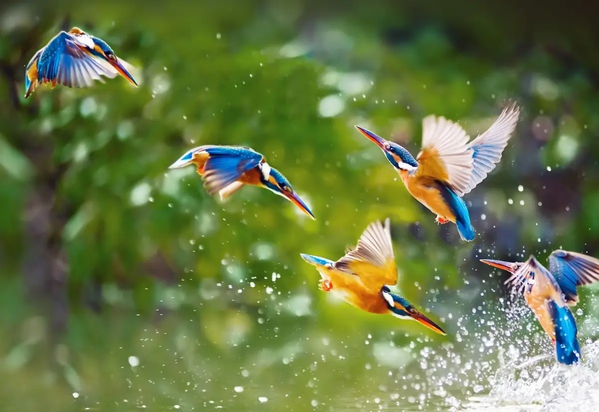 India Birding Trips