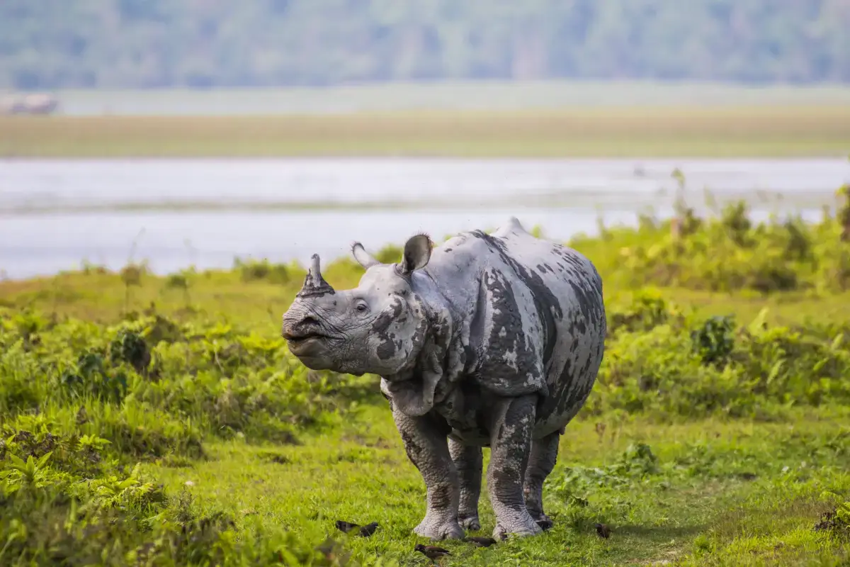 North East India Cultural & Wildlife Tour