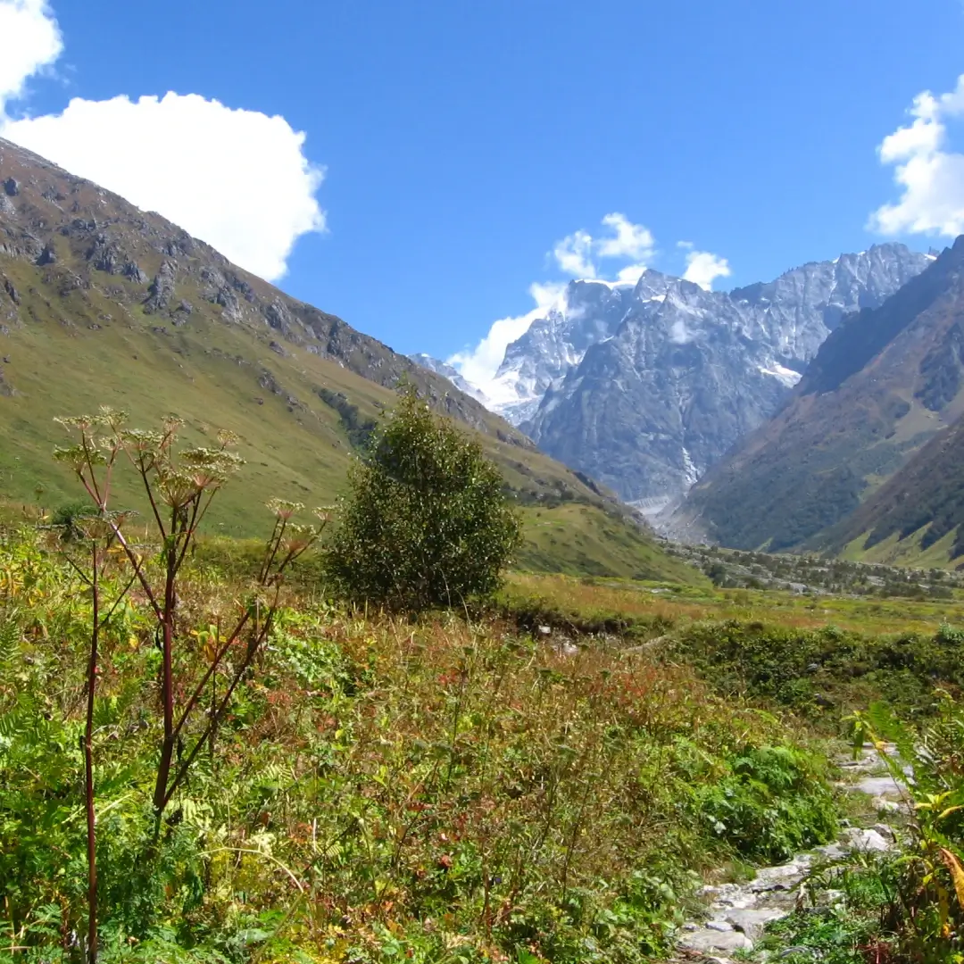 valley of flowers