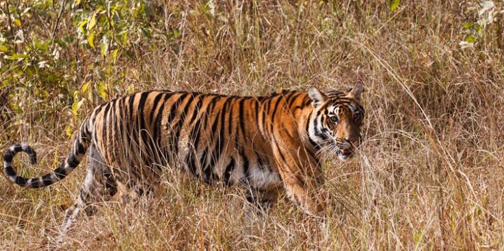 Jungle Safaris In Kanha National Park- Wildlife Holidays In India