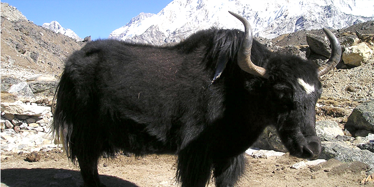 Himalayan Wild Yak